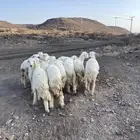للبيع رخال حريه نظيفه