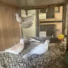 للبيع حمام قماري هولندي