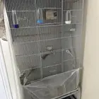 بادجي طيور الحب