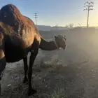 لقحه لقح كبير