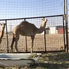 بكرة مفرودة