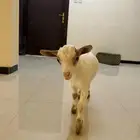 تيس قزميه