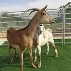 جنوبيه متبع