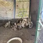 صوص عمره فوق شهر