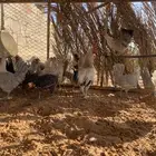 دجاج فيومي