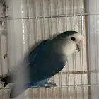 روز ازرق غير أليف