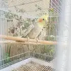 كروان أنثى السعر على السوم