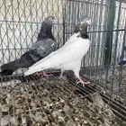 أجوز باكستاني