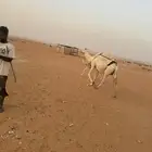 ضروبه وضحا