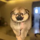 pomeranian for sale