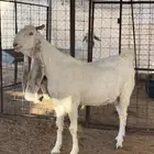 عنز برصا دافع طيبه