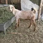 تيس لباني 4 شهور