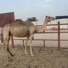 عشرا