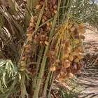 صقعي بتمره
