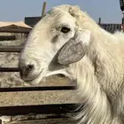 فحل حري مشروط قريع وانتاج