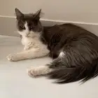 قطط لتبني