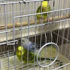 عصفور بادجي