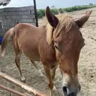 حصان للبيع العمر سنه