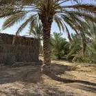 نخله ارتفاع ثلاث متر ونصف النوع حلوه سليمة من الامراض