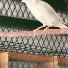 كناري ذكر كرست ابيض