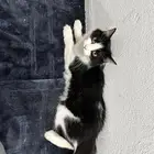 قطط شيرازي
