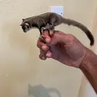 السناجب الطائر اليف