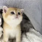 سكوتش قولد بيور