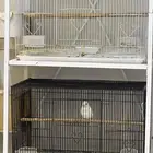 جوزين من طيور الروزمنتج وجوز درة هندي منتج والطيورحجم جمبو