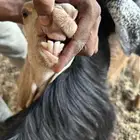 للبيع عنز وجفره ثنيه