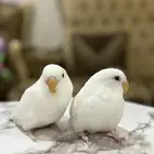 طيور روز البينو تربية (البيع مفرد)