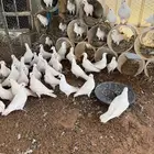 حمام فرنسي