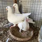 للبيع جوز همر أبيض