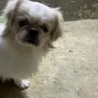 الحقو يا عشاق كلاب دلع بكي فيس