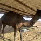 بعير منتج