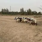 معزا مصريه مراح كامل