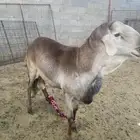 خروف سواكني