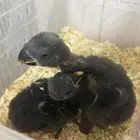 فروخ اكلوكتوس اناثي