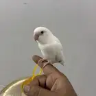 طاير الروز اليف و يطلع على اليد لحاله للبيع بدون قفص