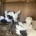 للبيع زوج رقاص هولندي مكتف بإنتاجه