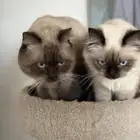 للتبني ذكر وأنثى هملايا مع كامل مستلزماتهم بسعر رمزي