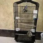 طيور الحب بادجي