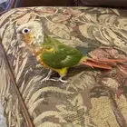 اعرض لكم الجميل أليف جدا  على مسؤوليتي