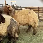 خروف فحل معرف