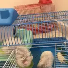 هامسترين للبيع