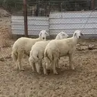 طليان حريه... تم البيع