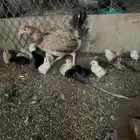دجاجة للبيع
