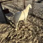 طلي كفو وشحم