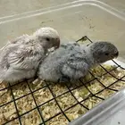 فرخين روز غر حجم وصحه ونظافه