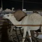 قعود فاخر لباني طيب شحم فل