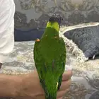 لوري رينبو